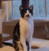 adoptable Cat in  named Stashy