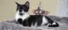 adoptable Cat in  named Cookie