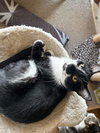 Cookie S - Photo 3