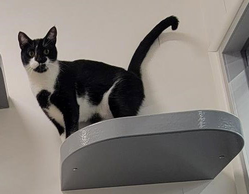 COOKIE S - Domestic Short Hair / Tuxedo available for adoption