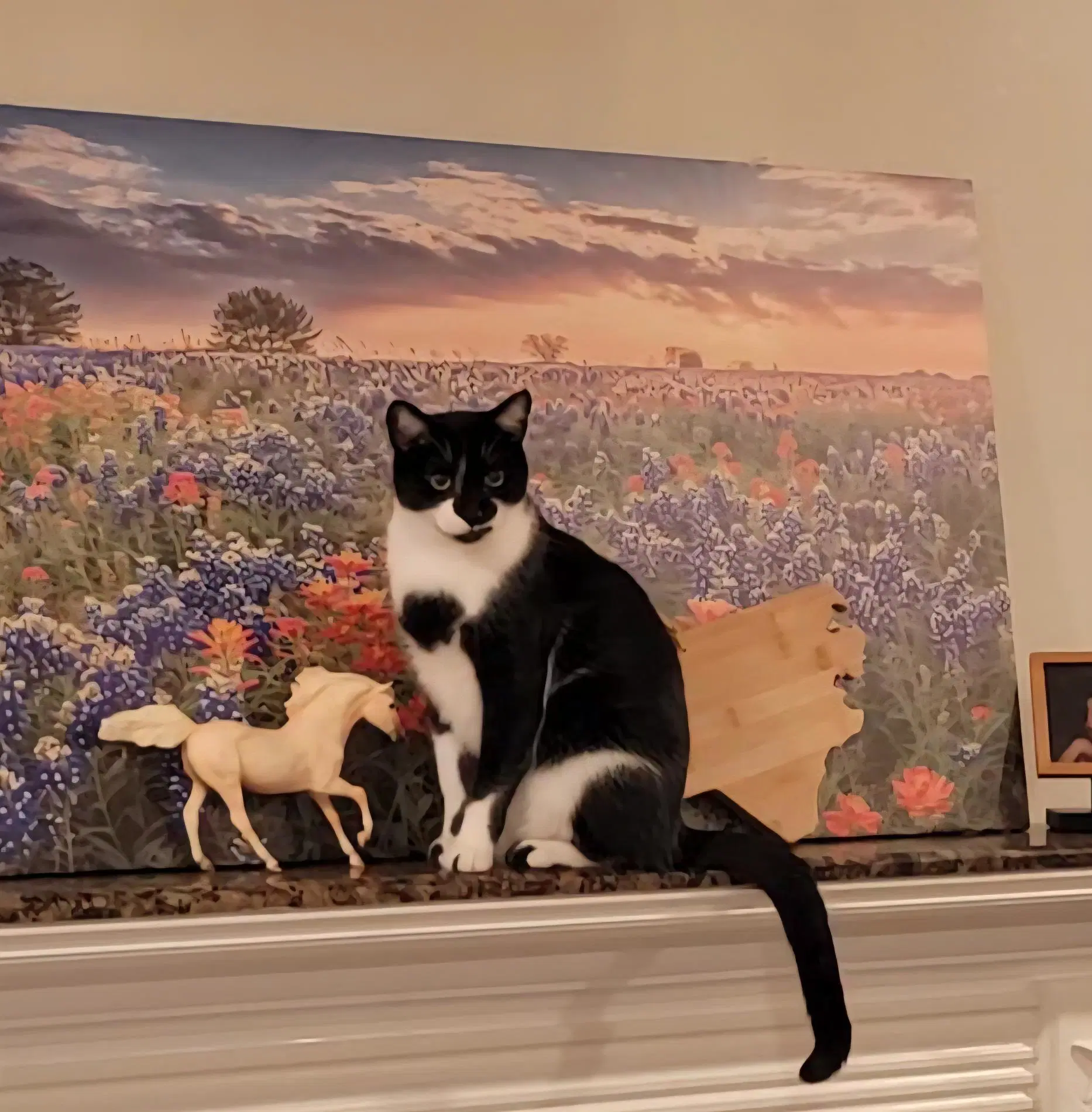 Cookie S - Domestic Short Hair
