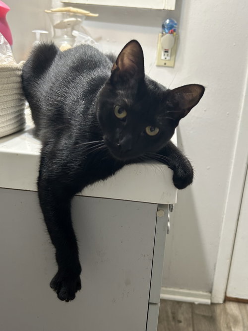 RAVEN K - Domestic Short Hair available for adoption