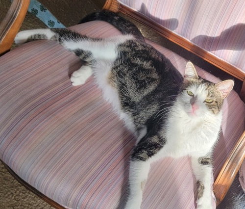 JOY - Domestic Short Hair available for adoption