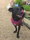 adoptable Dog in  named Kia