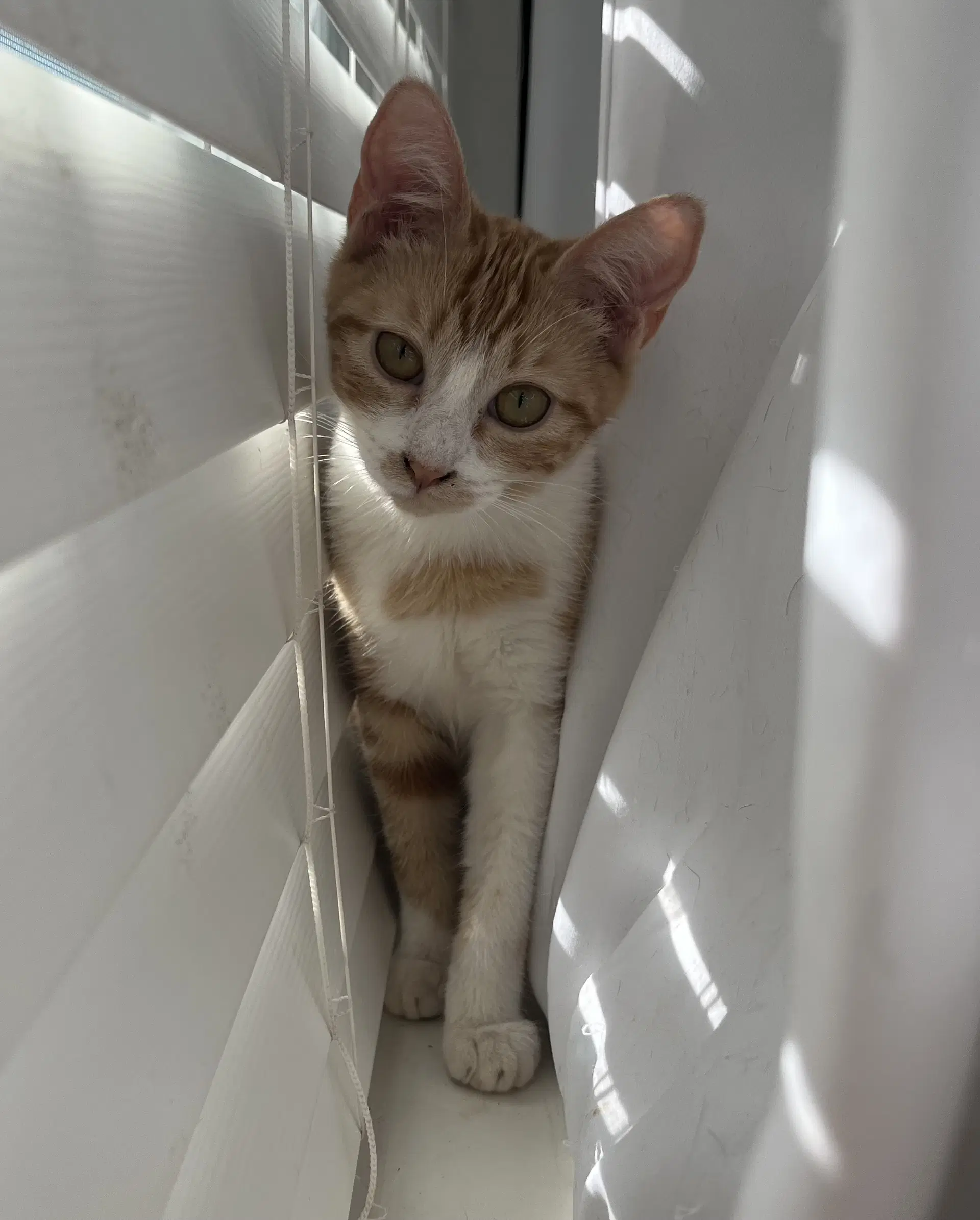 Casey G - Domestic Short Hair
