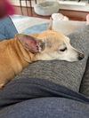 adoptable Dog in  named Pandora