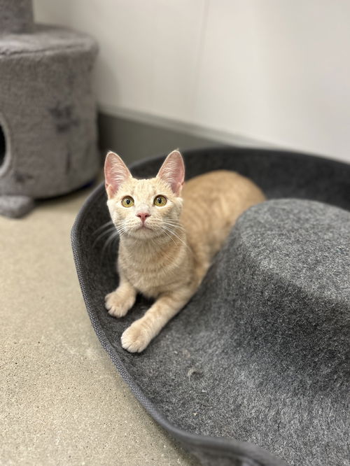 picture of the cat needing adoption