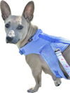 adoptable Dog in  named Trixie