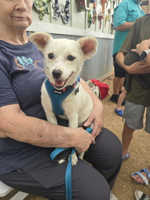 picture of the dog needing adoption