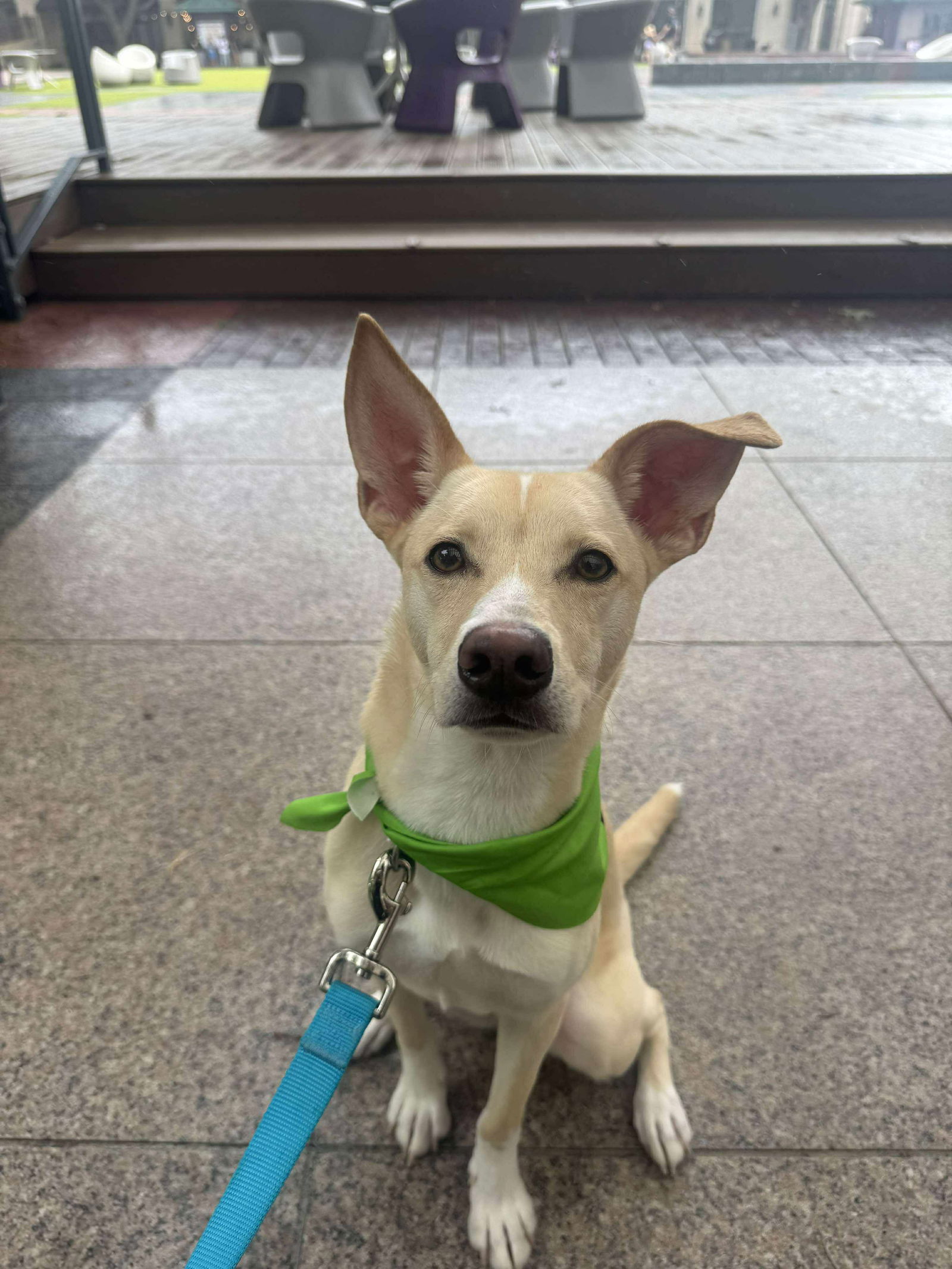 adoptable Dog in Rosenberg, TX named Kosler Lane