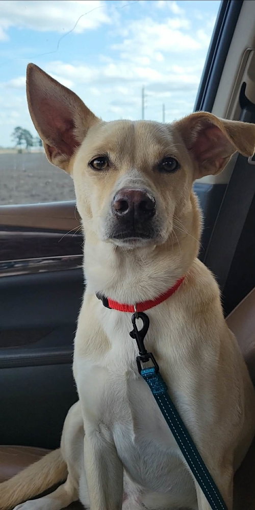picture of the dog needing adoption