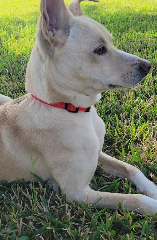 Kosler Lane, an adoptable Shepherd in Rosenberg, TX