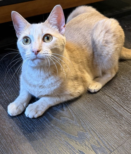 Samson, an adoptable Domestic Short Hair in Rosenberg, TX