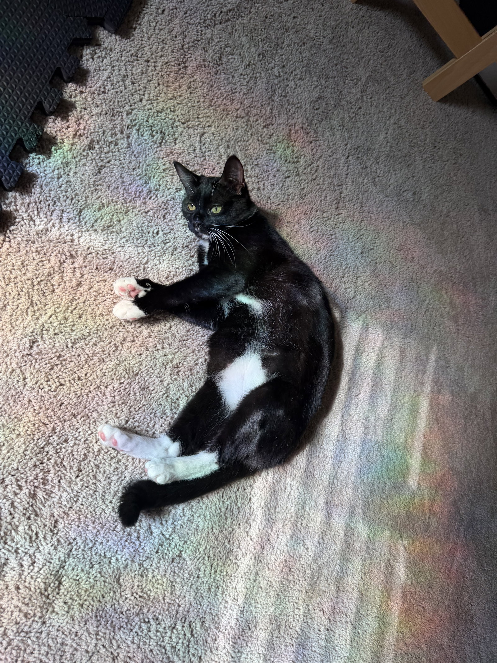 Moonbeam