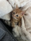 Shazam T - Photo 11