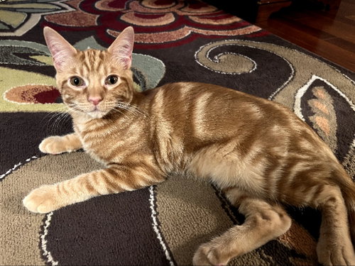 SHAZAM T - Domestic Long Hair available for adoption