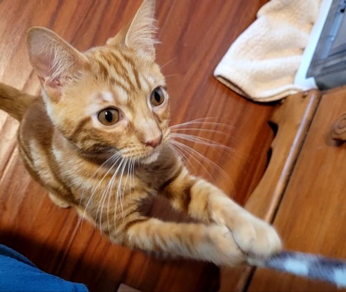 picture of the cat needing adoption