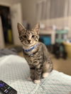 adoptable Cat in  named Joseph