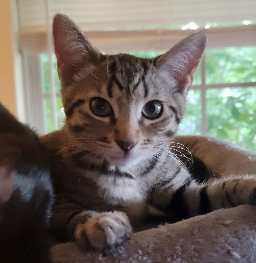 adoptable Cat in Rosenberg, TX named Chunk
