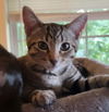 adoptable Cat in  named Chunk