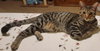 Chunk - Photo 2