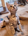 adoptable Cat in  named Mouth