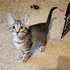 adoptable Cat in  named Andy