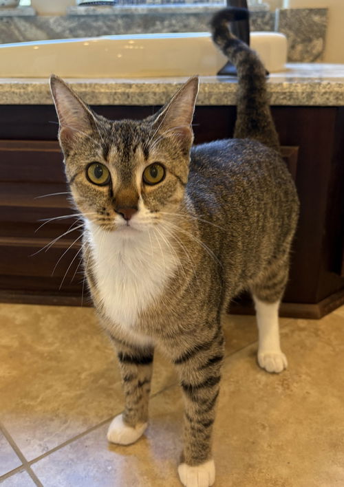 picture of the cat needing adoption