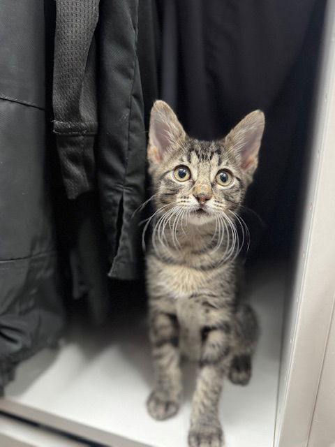 adoptable Cat in Rosenberg, TX named Vera K