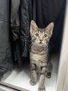 adoptable Cat in  named Vera K