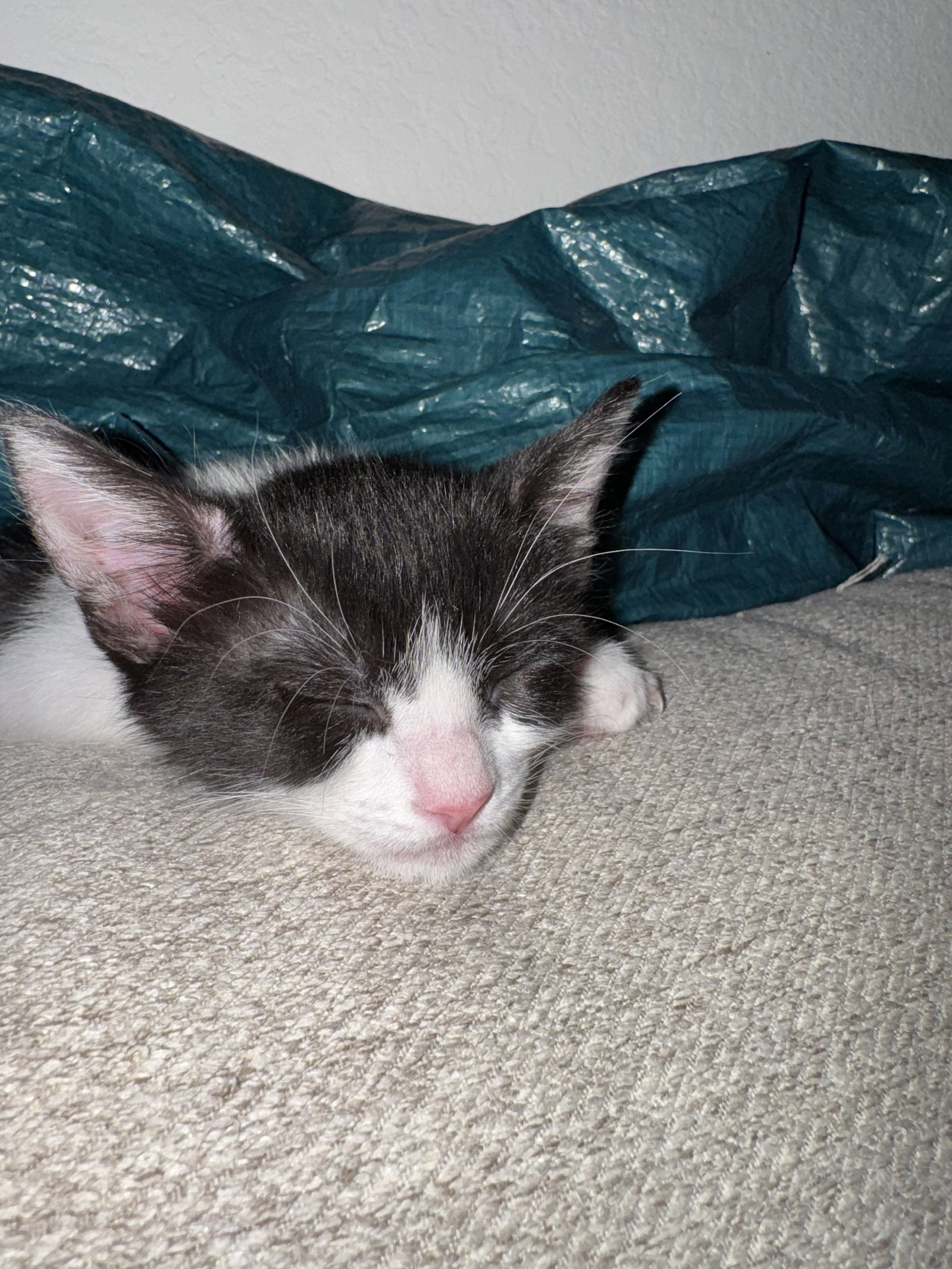 Minnie R, photo 10