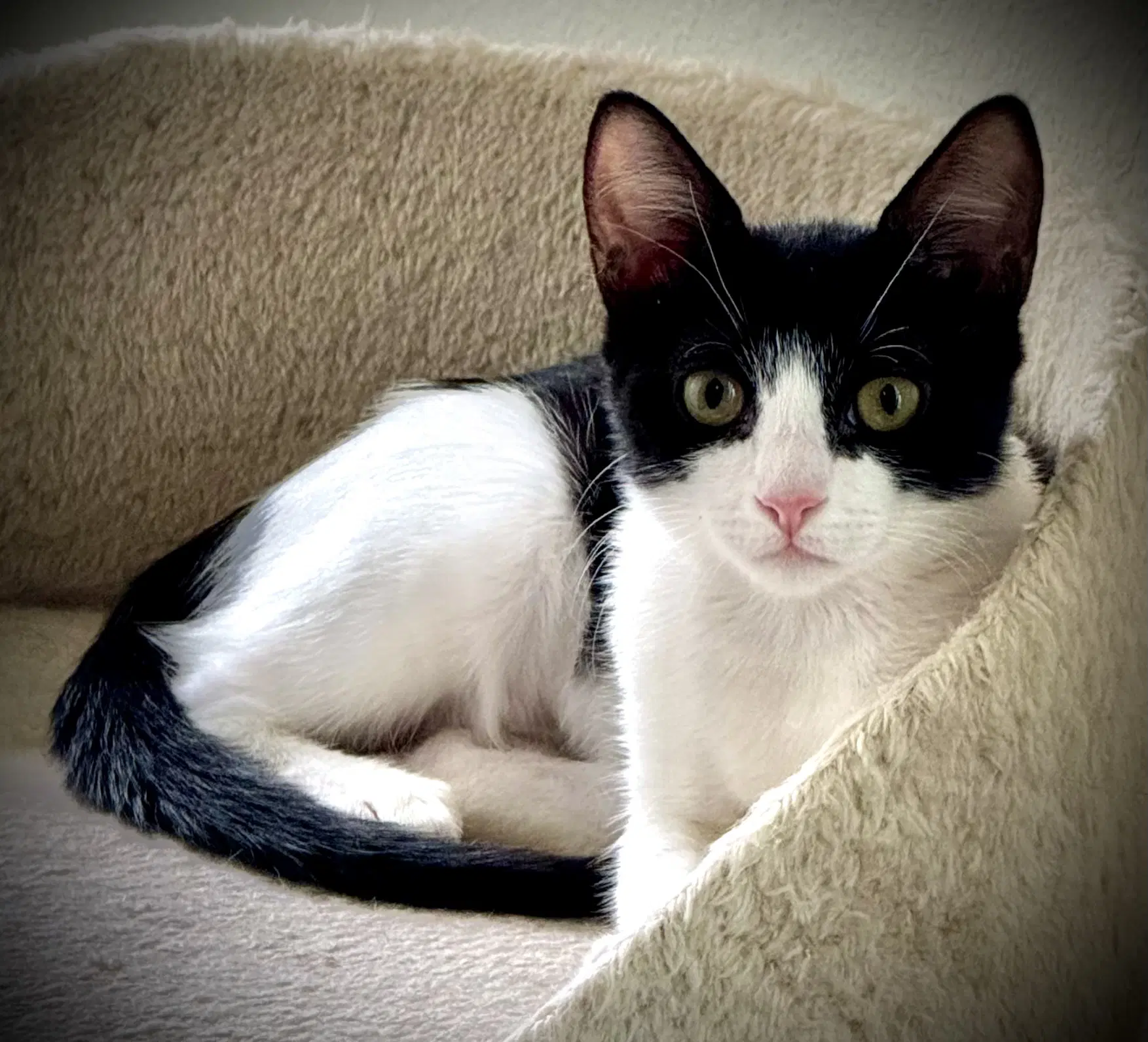 Blanche W - Domestic Short Hair