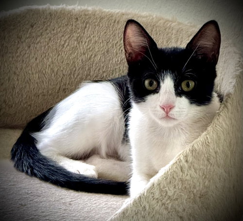 Blanche W, an adoptable Domestic Short Hair in Rosenberg, TX