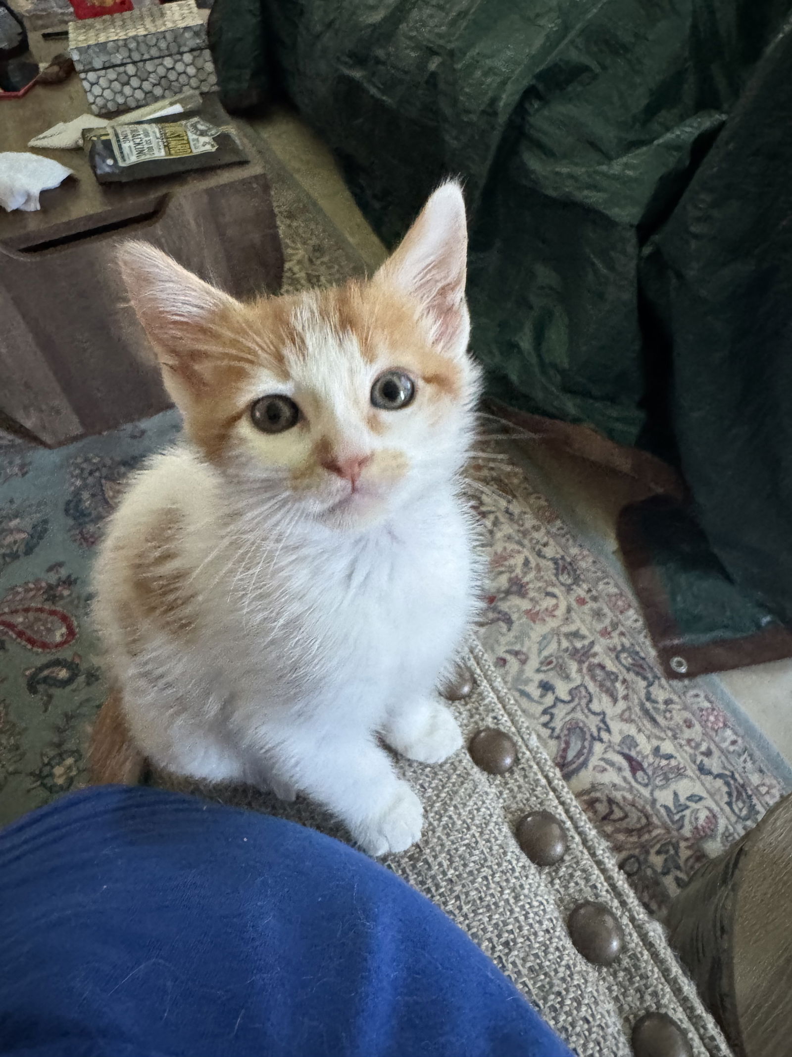 adoptable Cat in Rosenberg, TX named Devereaux