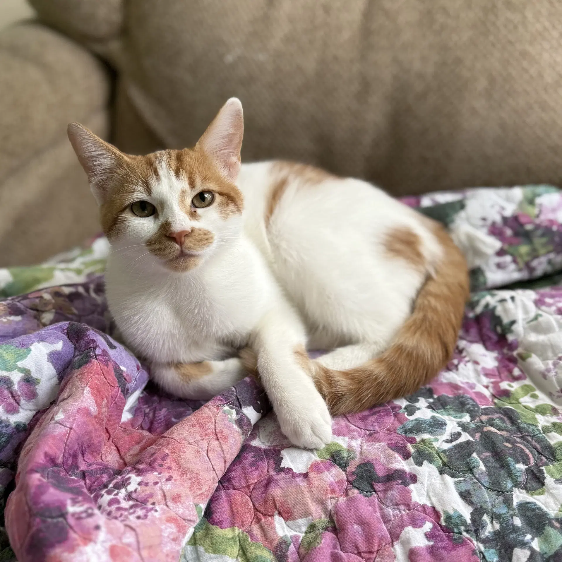 Devereaux - Domestic Short Hair