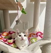 adoptable Cat in  named Lingus