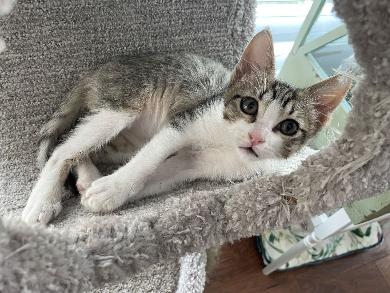 adoptable Cat in Rosenberg, TX named Lufthansa