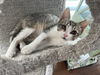 adoptable Cat in  named Lufthansa