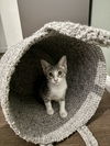 adoptable Cat in  named Alitalia