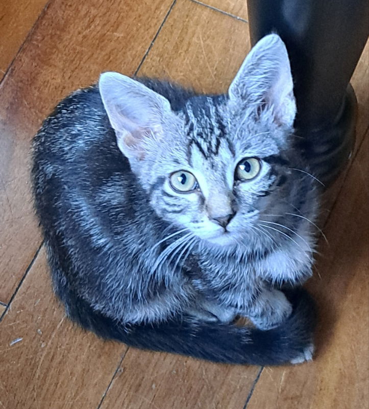 adoptable Cat in Rosenberg, TX named HopScotch
