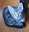adoptable Cat in  named HopScotch