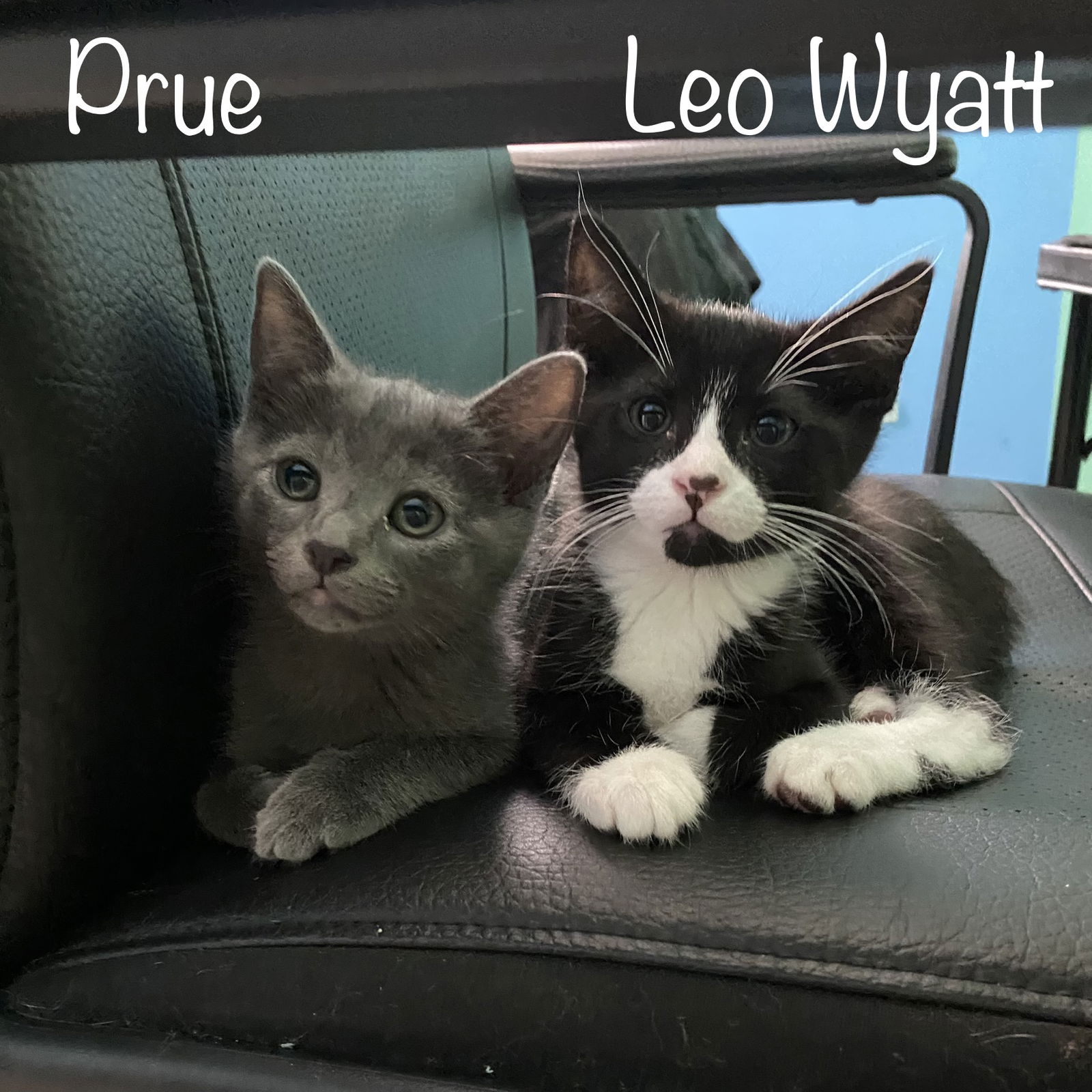 adoptable Cat in Rosenberg, TX named Leo Wyatt