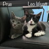 adoptable Cat in  named Leo Wyatt