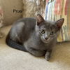 adoptable Cat in  named Prue