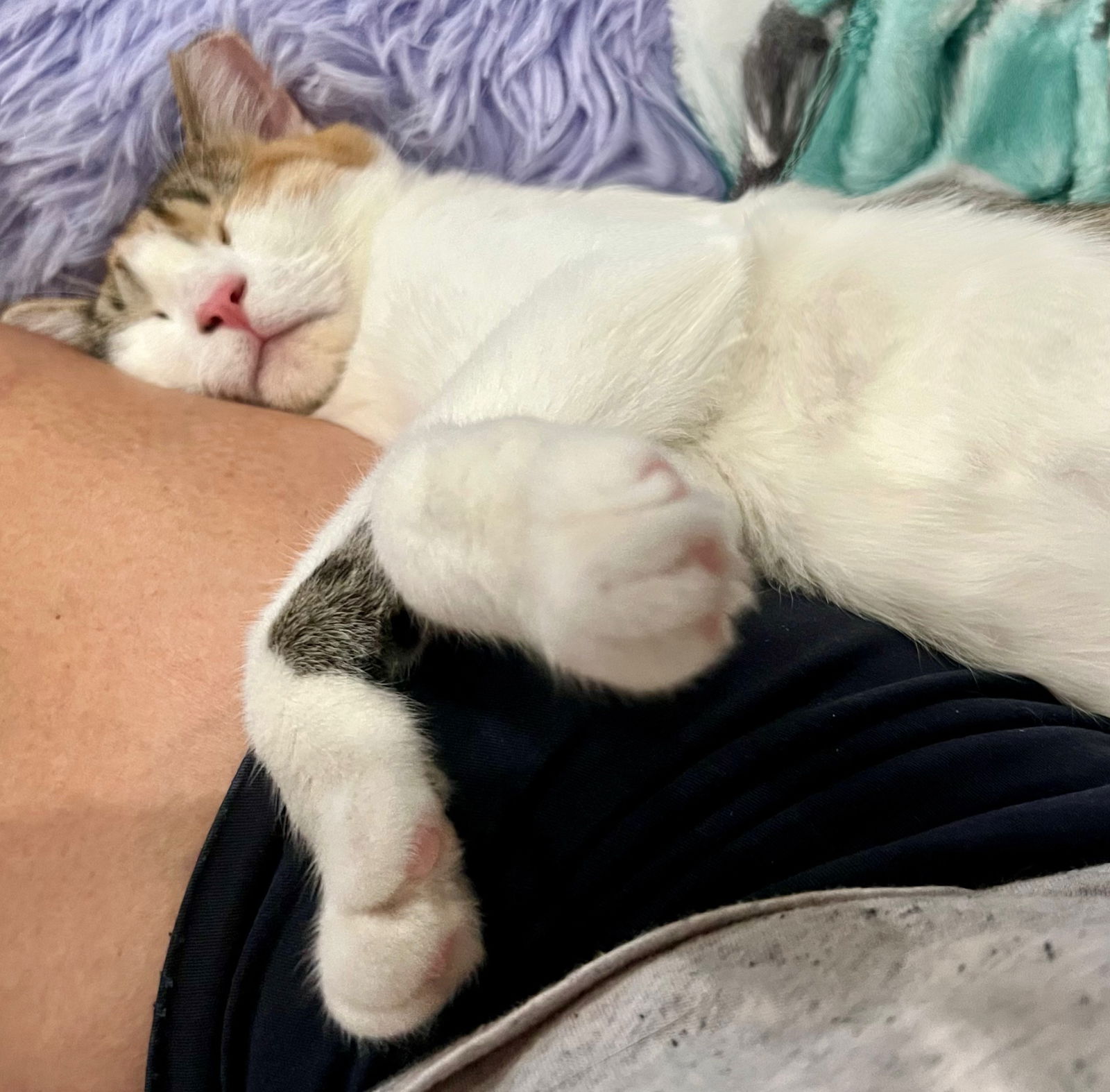 adoptable Cat in Rosenberg, TX named Sunshine