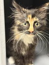 adoptable Cat in  named Mazel