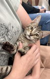 adoptable Cat in  named Pookie