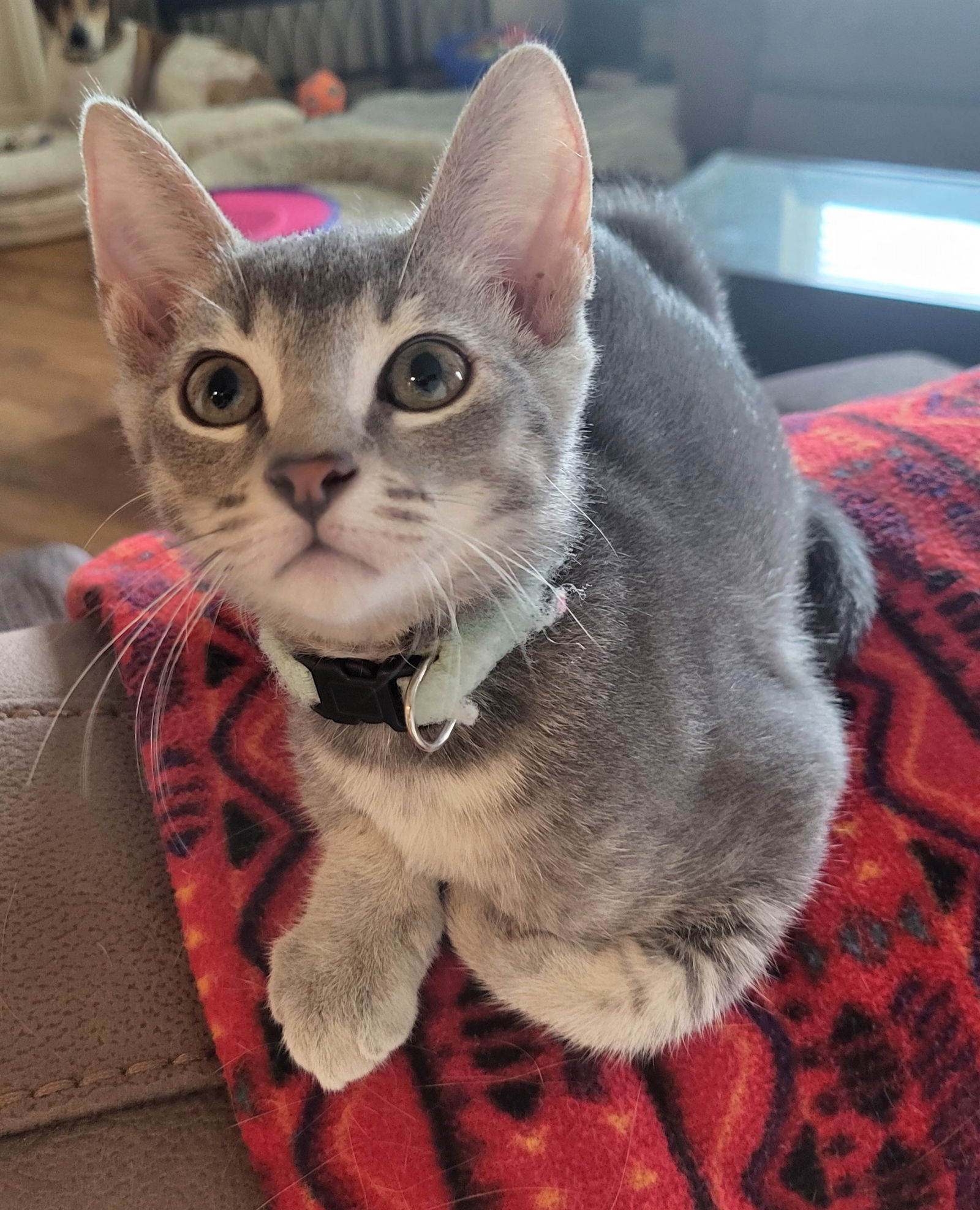 adoptable Cat in Rosenberg, TX named Flimsy