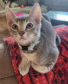 adoptable Cat in Rosenberg, TX named Flimsy
