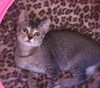 adoptable Cat in Rosenberg, TX named Rickety